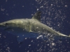 Monterey Bay Great White Shark