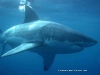 Underwater great white shark