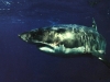 Great White Shark
