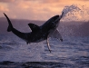 Great White Shark breaching