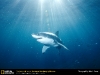Great White Shark National Geographic