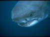 white shark