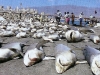 Shark Finning