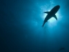 Shark shadow from below