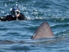 Basking Shark