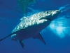 Shark Underwater
