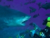 Tiger Shark attacking