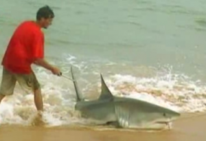 Great White Shark Fishing: Don’t Try This At Home