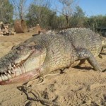 Shooting this crocodile was a mistake - his angry, massive, friend has sworn a blood oath of revenge against Australians