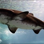 Bull Shark Kills Young Lifeguard