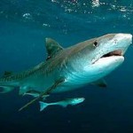 A recent spate of Tiger shark catches off Sunshine Coast beaches has triggered a warning for swimmers.