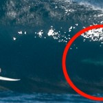 Great White Sharks, Western Australia, and Surfers